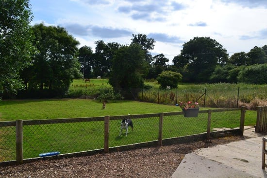 dogs playing outside at the farm dog boarding kennel