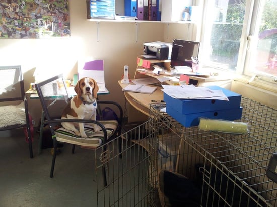 a dog sitting inside the kennel's office when they relied on paper scheduling